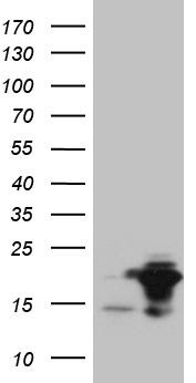 SYF2 Antibody