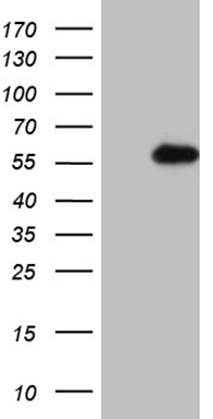 SYF2 Antibody