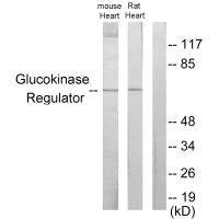 GCKR Antibody