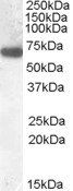GCKR Antibody