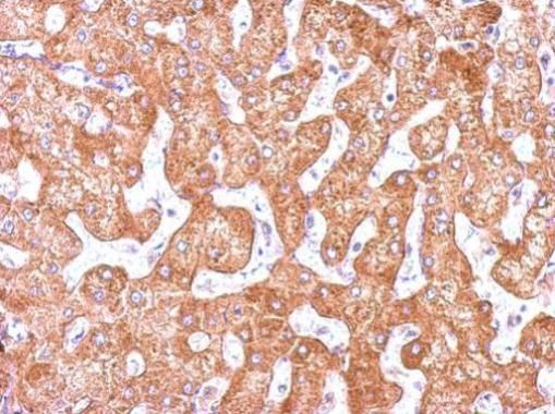 tubulin gamma complex associated protein 2 Antibody