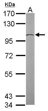 tubulin gamma complex associated protein 2 Antibody