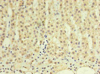 GDF15 Antibody