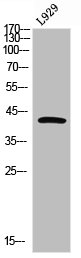 GDF3 Antibody