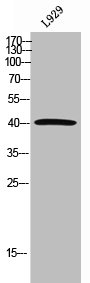 GDF3 Antibody