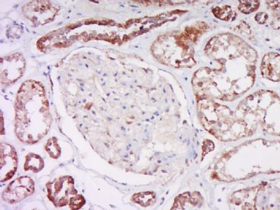 GDF3 Rabbit Polyclonal Antibody