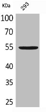 GDF5 Antibody