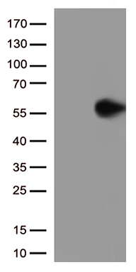 GDI1 Antibody