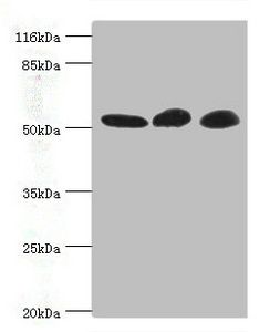 GDI2 Antibody