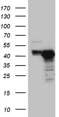 Gemin 2 Antibody