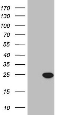 Gemin 8 Antibody