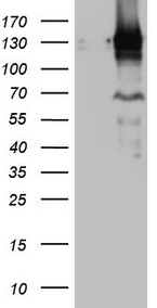 Gemin 8 Antibody
