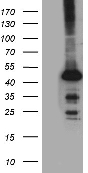STBD1 Antibody