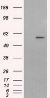 GFAP Antibody