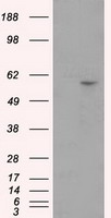 GFAP Antibody
