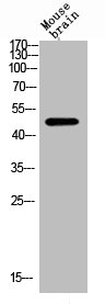 GFAP Antibody