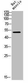 GFAP Antibody