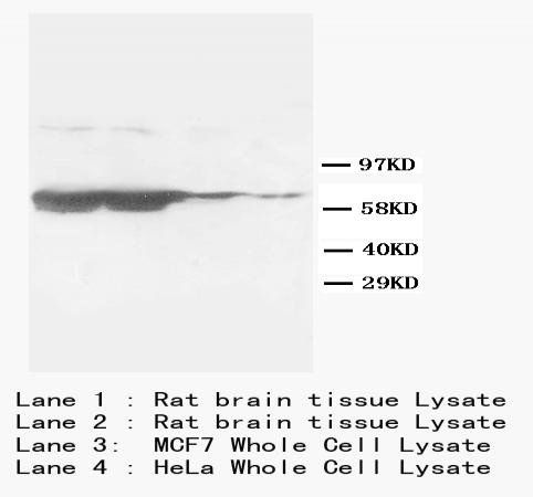 GFAP Mouse Monoclonal Antibody