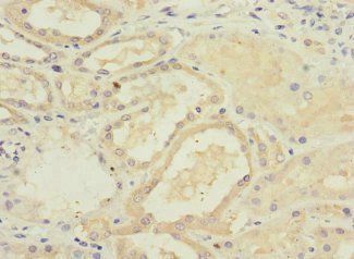 GFM2 Antibody
