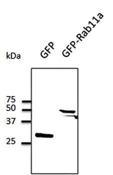 GFP Antibody