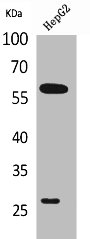 GGT1 Antibody