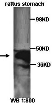 GHSR Rabbit Polyclonal Antibody