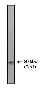 Rabbit Human Gi alpha 1/2 Antibody