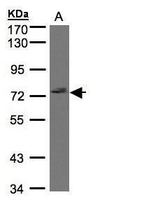 LIM and calponin homology domains 1 Antibody