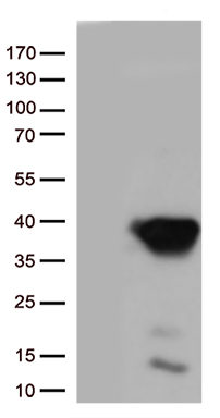 GIPC Antibody