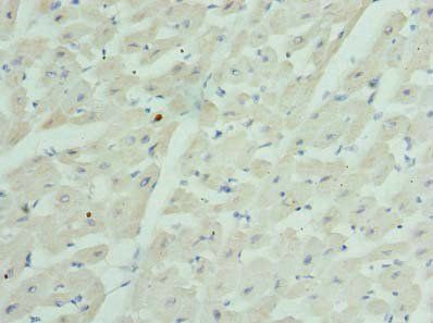 GJA4 Antibody