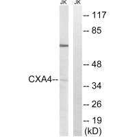 GJA4 Antibody