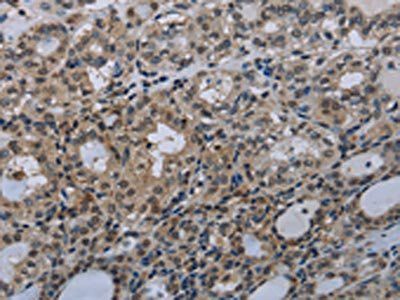 GJC2 Antibody