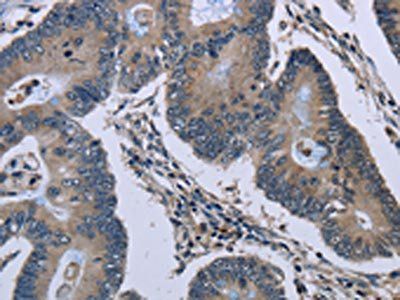 GJC2 Antibody