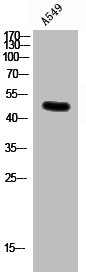 GJC2 Antibody