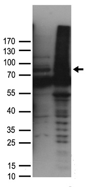 GLCNE Antibody