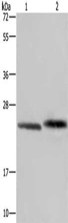 GLO1 Antibody