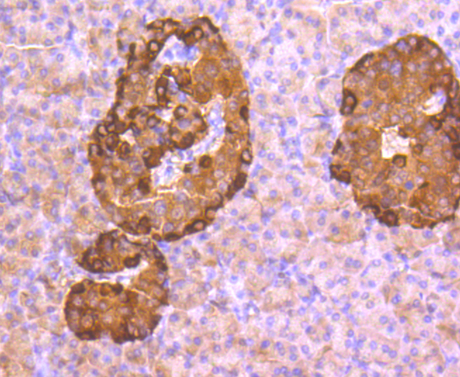 Glucagon Antibody