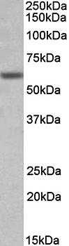 Glycine receptor, alpha 1 (intracellular) Antibody
