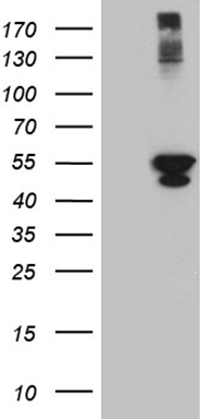 GLS2 Antibody