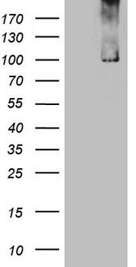 NR3C1 Antibody