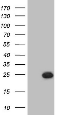 NR3C1 Antibody