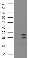 GPI Antibody