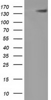 GPI Antibody