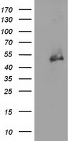 GPI Antibody