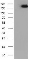 Glucose Transporter 5 GLUT5 Antibody