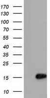 SLC2A5 Antibody