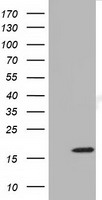 Glucose Transporter 5 GLUT5 Antibody