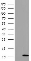 SLC2A5 Antibody