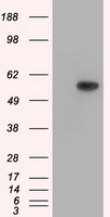SLC2A5 Antibody