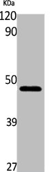 GLUL Antibody